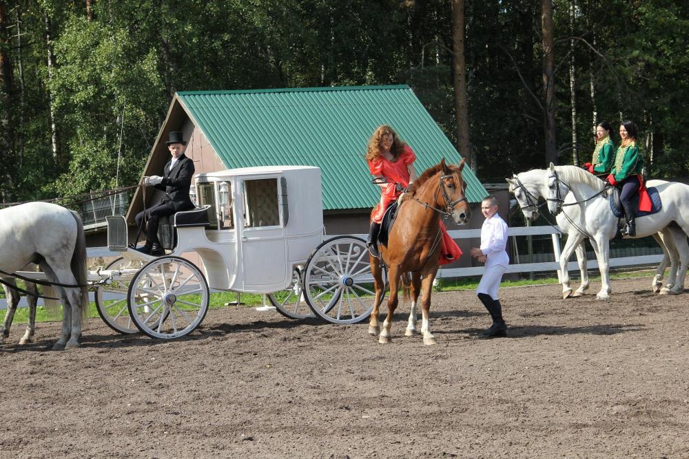 Horses