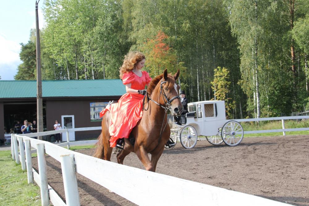 Horses