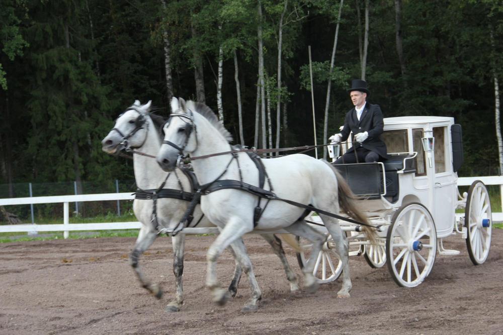 Horses