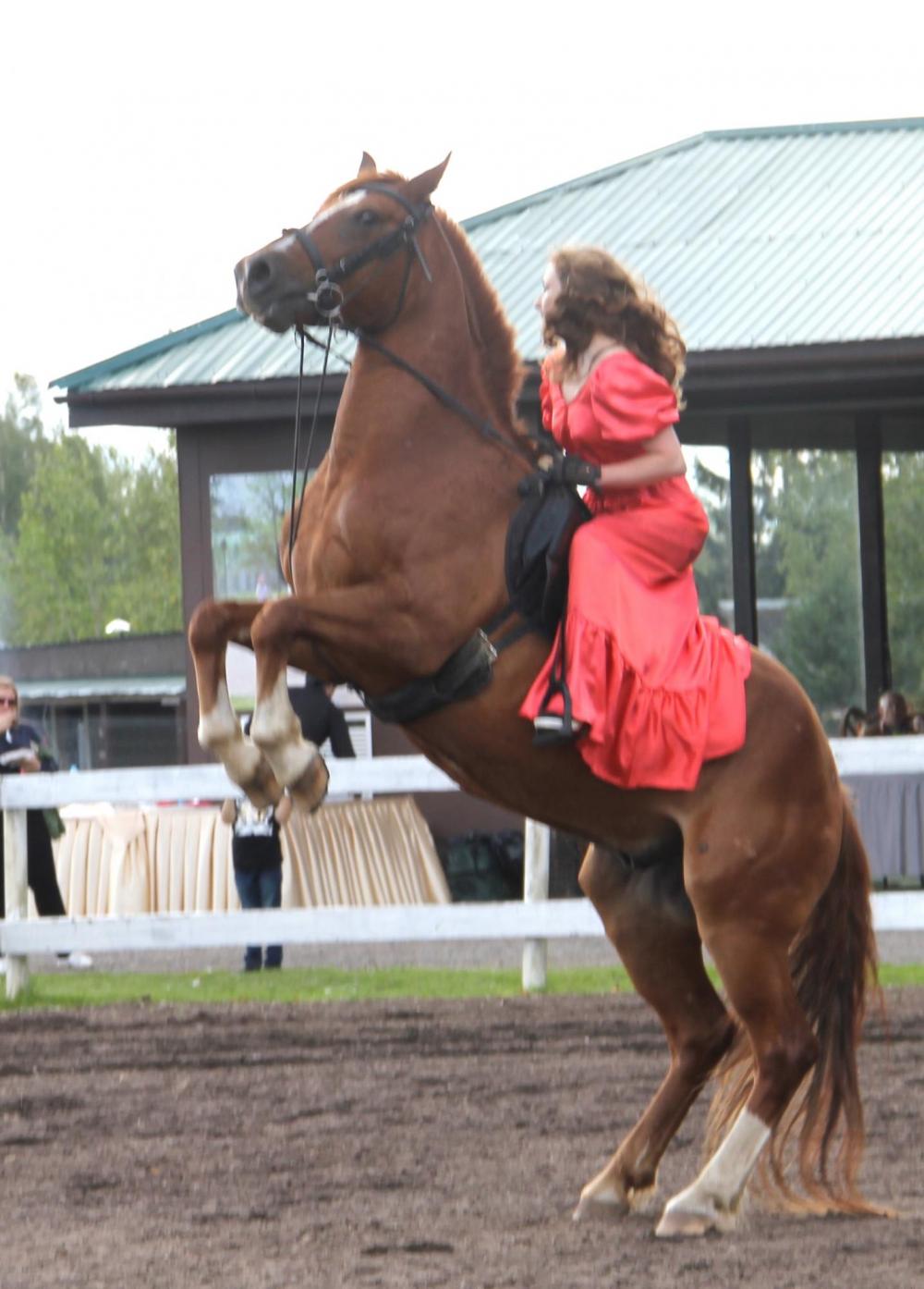 Horses