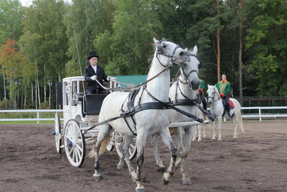 Horses