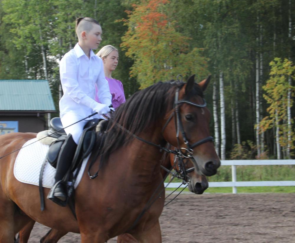 Horses