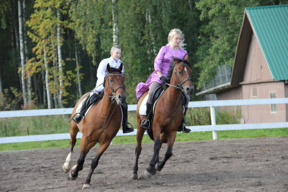 Horses