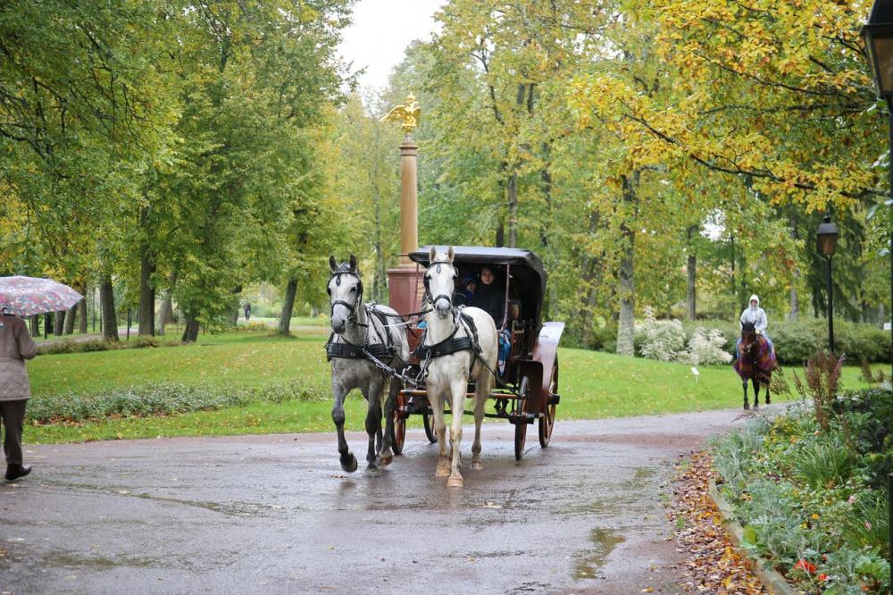 Horses
